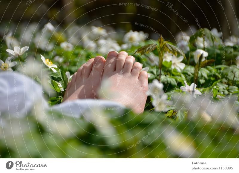 barfuß Mensch Kind Kindheit Haut Fuß Umwelt Natur Pflanze Frühling Schönes Wetter Blume Blüte Park Wald frei hell nah natürlich Wärme grün weiß Buschwindröschen