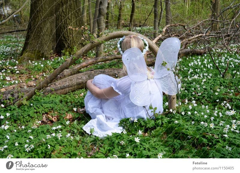 Feenwiese Mensch feminin Kind Mädchen Kindheit 1 Umwelt Natur Landschaft Pflanze Frühling Baum Blume Wald frei nah natürlich grün weiß Elfe Flügel Farbfoto