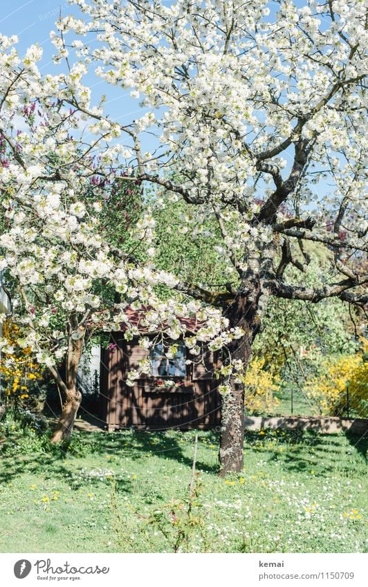 Blühe! Natur Pflanze Wolkenloser Himmel Sonnenlicht Frühling Schönes Wetter Wärme Baum Blüte Nutzpflanze Obstbaum Garten Wiese Hütte Gartenhütte Gartenhaus