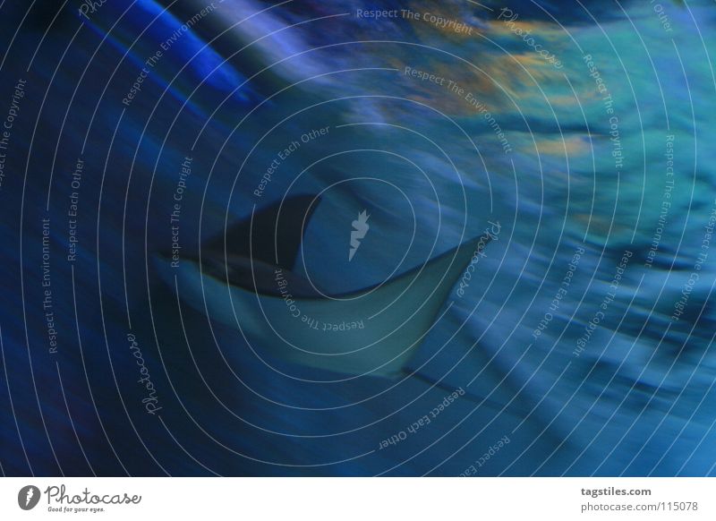 FLOATING Rochen Meer gleiten grau Stromlinie Fisch schön Wasser blau Manta Bewegung stromlinienförmig Stromlinienform Unterwasseraufnahme Flosse erhaben
