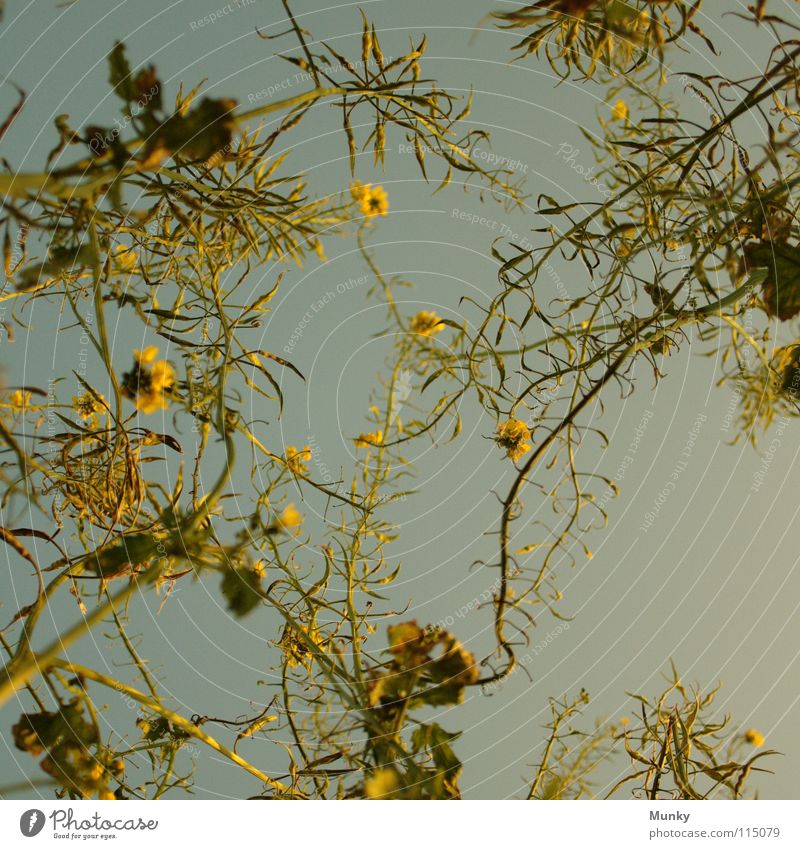 Wie im Himmel Raps Blüte grün Wolken Reifezeit Photosynthese aufstrebend unten Blatt Ranke chaotisch durcheinander Quadrat Landwirtschaft Feld Ferne