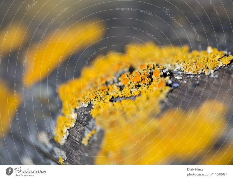 Flechtenwelt Umwelt Natur Pflanze Erde Wald braun gelb Wildpflanze Pilz Wachstum skurril bizarr orange Baumrinde klein winzig Symbiose zierlich Leben bewachsen