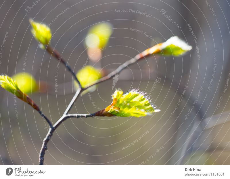 Carpinus betulus II Umwelt Natur Pflanze Baum Blatt Wildpflanze Park Wald braun grün Gefühle Lebensfreude Frühlingsgefühle schön Beginn Perspektive Umweltschutz