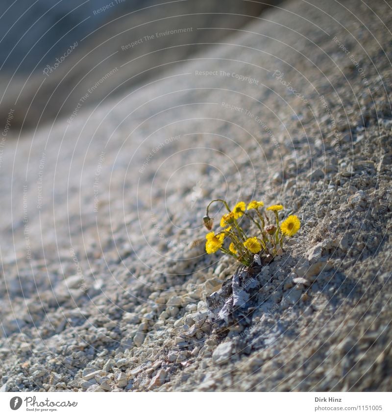 Blumen an Steilküste Umwelt Natur Landschaft Pflanze Erde Frühling Blüte Wildpflanze Hügel Küste Wüste gelb einzigartig Endzeitstimmung Klima Langeweile