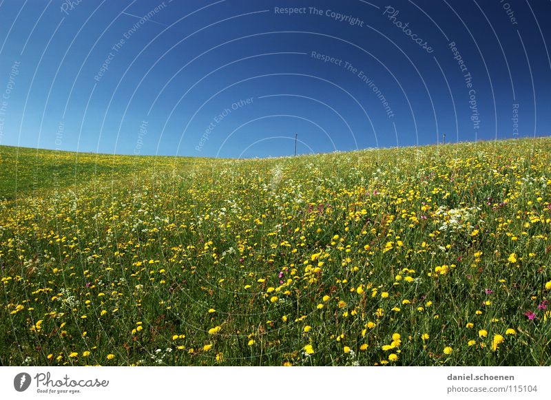 für alle Schneemuffel ! Sommer Frühling Hintergrundbild schön zyan Wiese Freizeit & Hobby Blume Blüte grün gelb Löwenzahn Erholung Horizont Hügel Wärme