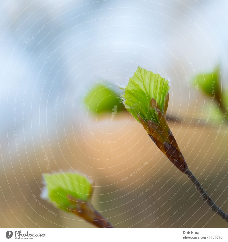 Carpinus betulus III Umwelt Natur Pflanze Frühling Blatt Wildpflanze Garten Park Wald frisch zartes Grün Umweltschutz braun grün Gefühle Lebensfreude