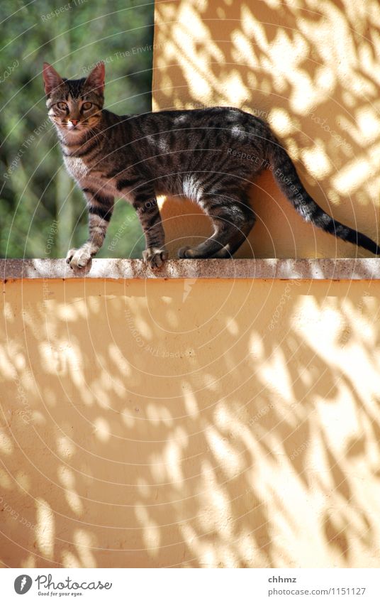 Schattenspiel Sonnenlicht Mauer Wand Tier Haustier Katze 1 Blick stehen Neugier niedlich dünn gelb elegant Putz Öffnung Farbfoto Außenaufnahme Morgen Totale