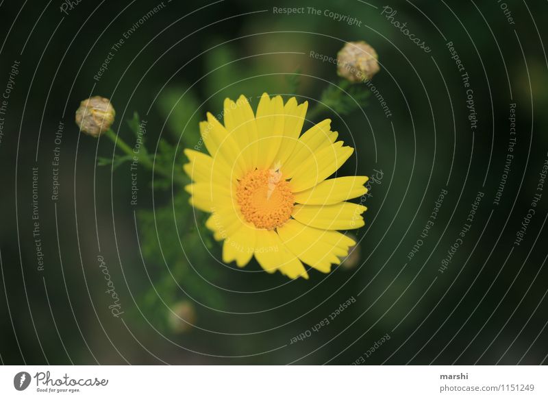 italienischer Herkunft Natur Pflanze Frühling Blume Sträucher Grünpflanze Nutzpflanze gelb Blütenknospen Blütenblatt Farbfoto Außenaufnahme Nahaufnahme