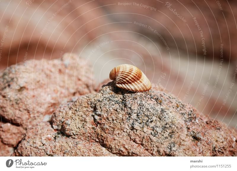 Strandfund Natur Landschaft Berge u. Gebirge Küste braun rot Muschel steinig Fundstück Muschelform Ferien & Urlaub & Reisen Farbfoto Außenaufnahme Nahaufnahme