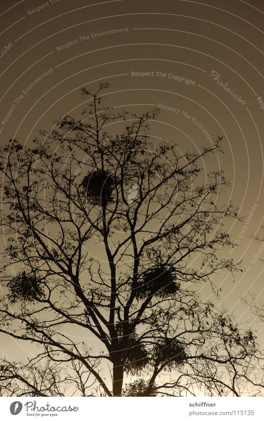 Puschlbaum Baum Sträucher Mistel Schmarotzer Winter laublos Sonnenuntergang dunkel Trauer Verlauf Mistelzweig Tradition Schatten Ernüchterung Traurigkeit