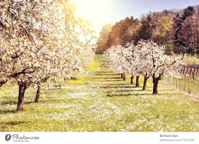 Obstäume erstrahlen im weissen Frühlingskleid Umwelt Natur Landschaft Pflanze Sonne Schönes Wetter Wärme Baum Gras Nutzpflanze Park Wiese Gefühle Stimmung