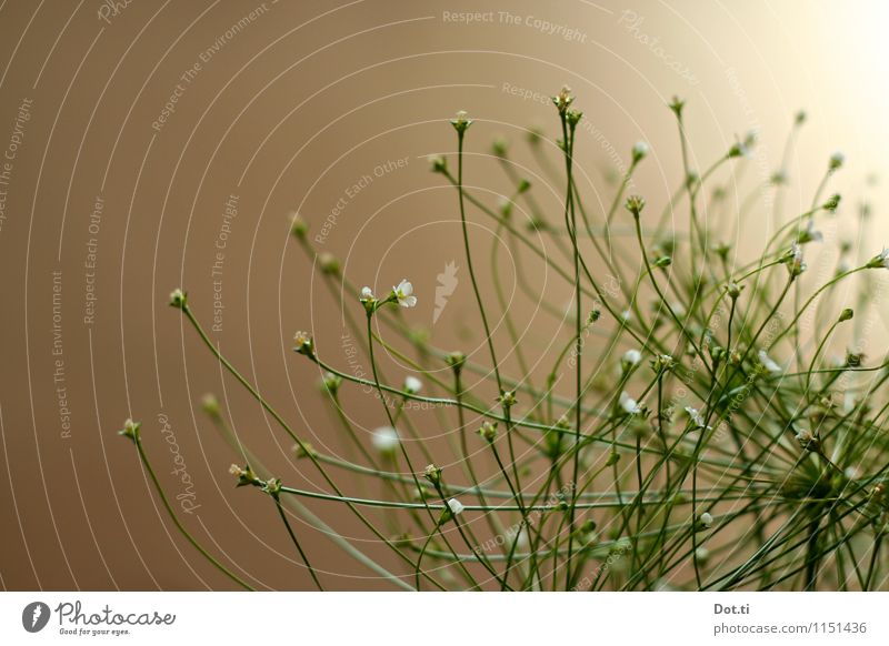 zum Licht Pflanze Blume Topfpflanze grün weiß Leichtigkeit zart zerbrechlich Stengel Zimmerpflanze dünn winzig Farbfoto Innenaufnahme Nahaufnahme Detailaufnahme