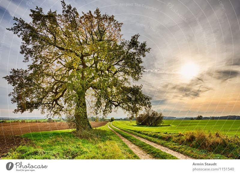 Alter Baum - Feldweg Ferne Sommer Umwelt Natur Landschaft Erde Himmel Horizont Frühling Herbst Schönes Wetter Wege & Pfade frei natürlich positiv gelb Stimmung