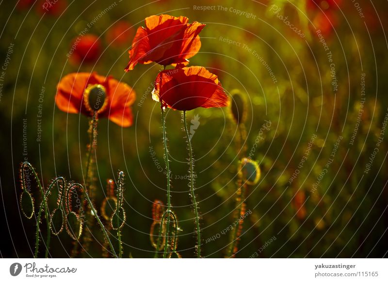 rotes Wunder Mohn Klatschmohn grün Härchen Pflanze Feld Sommer Stachel Flora Fauna Heilpflanzen Unkraut