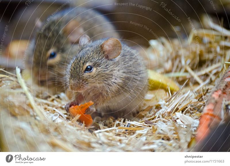 Möhren sind gut für die Augen Ausflug Natur Tier Berlin Deutschland Europa Tiergesicht Fell Pfote Zoo Nagetiere Maus Ratte Tierpark Berlin 2 beobachten Essen