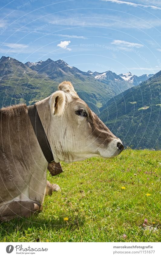 Alpen Kuh Landschaft Wolken Sommer Schönes Wetter Berge u. Gebirge Gipfel Schneebedeckte Gipfel Gletscher Tier Nutztier Fell 1 Erholung genießen liegen blau