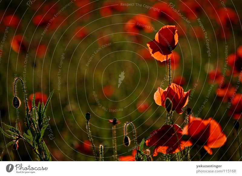 rotes Wunder 3 Mohn Klatschmohn grün Härchen Pflanze Feld Sommer Stachel Flora Fauna Heilpflanzen Unkraut