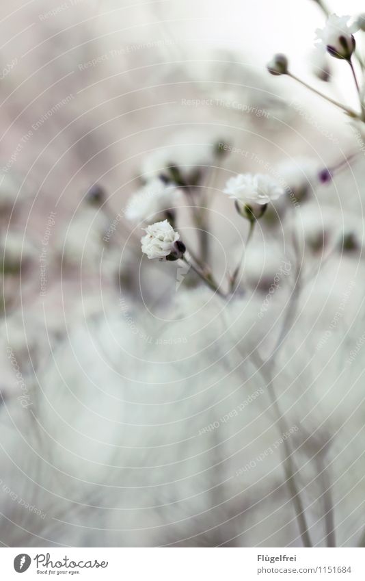 Weich Natur Blühend Schwache Tiefenschärfe Blüte weiß sanft weich Unschärfe Silhouette überlagert Geburtstag Wachstum Pflanze Garten Stengel verträumt Romantik