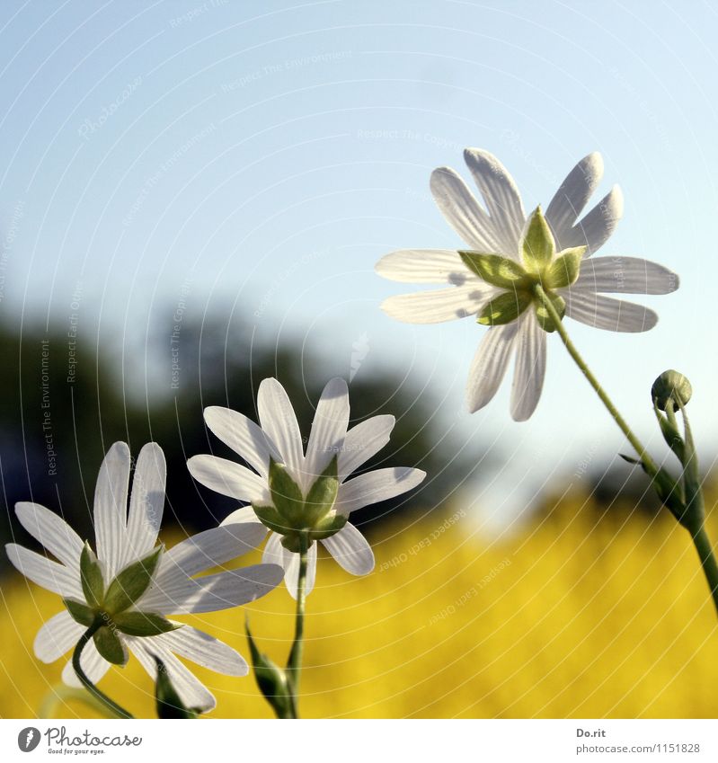 Blumen im Quadrat Lebensmittel Öl Honig Ernährung Frühstück Picknick Bioprodukte Vegetarische Ernährung Umwelt Natur Landschaft Pflanze Himmel