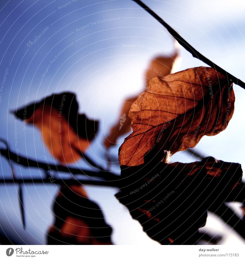 hängen geblieben Blatt Wolken Herbst Winter Jahreszeiten kalt Gefäße Gefühle Licht Ast Himmel Nahaufnahme Freiheit Schatten