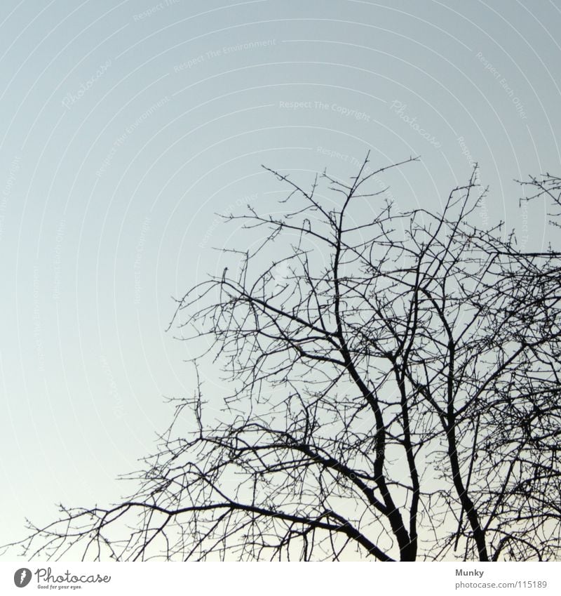 Willkommen, Winter! kalt Herbst Baum Baumrinde weiß schwarz braun verzweigt Himmel Munky BRamsche Tod Zweig Äaste Baumstamm Strommast Strukturen & Formen blau