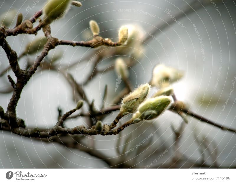 strauch Sträucher Baum Geäst Blüte Nieselregen feucht Trauer Märchen fantastisch träumen Verhext Einsamkeit trist November kalt Tau Morgen Nebel Herbst Winter