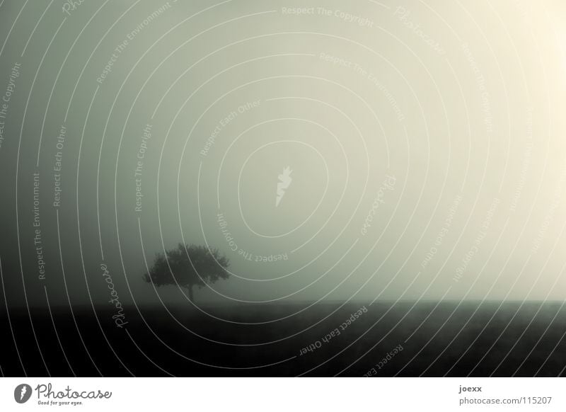 Umhüllt abgelegen Baum Baumreihe Einsamkeit Erholung Morgen Tau Herbst Idylle Licht Nebel Nebelwand unklar Obstbaum Romantik ruhig Schleier Smog Sonnenlicht