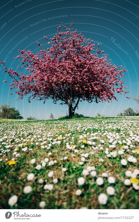 Spring Fever (2) Umwelt Natur Landschaft Pflanze Sonnenlicht Frühling Baum Blume Gras Blüte Garten Park Wiese Blühend Duft natürlich schön Wärme