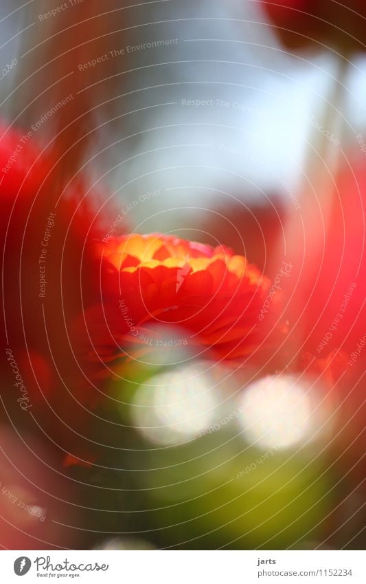 unscheinbar Natur Pflanze Schönes Wetter Blume Blüte Garten Park ästhetisch Duft elegant frisch glänzend natürlich positiv Wärme Gelassenheit geduldig ruhig