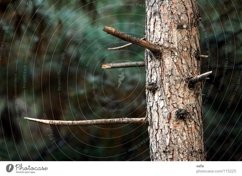 Where are the birds? Natur Iran Park l 200 Winter Farbe tree trees jungle forest canon EOS 20D tehran taleghani taleqani old age skin color IS USM 70 dark black