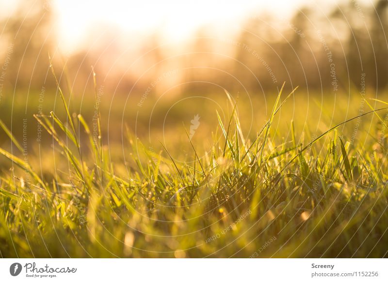 Entspannung Natur Landschaft Pflanze Frühling Sommer Gras Park Wiese Erholung Wachstum frisch klein grün Frühlingsgefühle Warmherzigkeit Gelassenheit ruhig