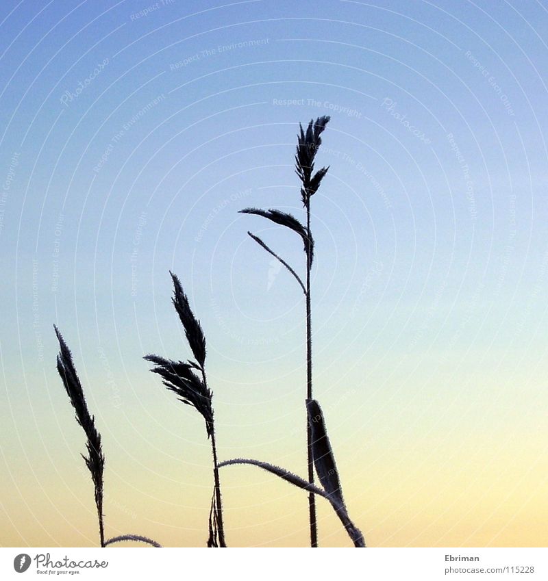 Die drei Gleichen Winter kalt schwarz Gras Eis Sonnenuntergang See Reed Frost Himmel blau orange gefrohren Silhouette Schweden hell Kontrast Küste Armsjön