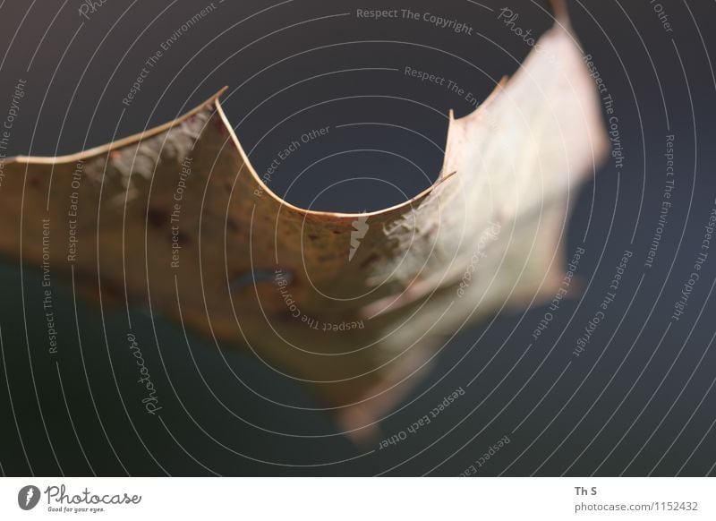 Blatt Natur Pflanze Herbst Winter Bewegung verblüht ästhetisch authentisch einfach elegant natürlich Gelassenheit geduldig ruhig einzigartig schön harmonisch