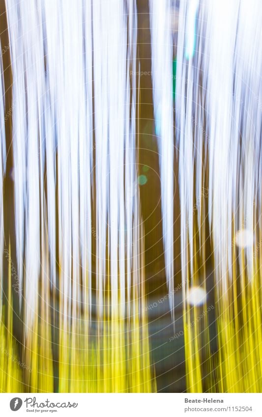 Senkrechtstarter Natur Pflanze Himmel Baum Wald Holz lang blau braun grün Beginn Leben Lebensfreude Wachstum vertikal Dynamik Lichtpunkt Lichtblick