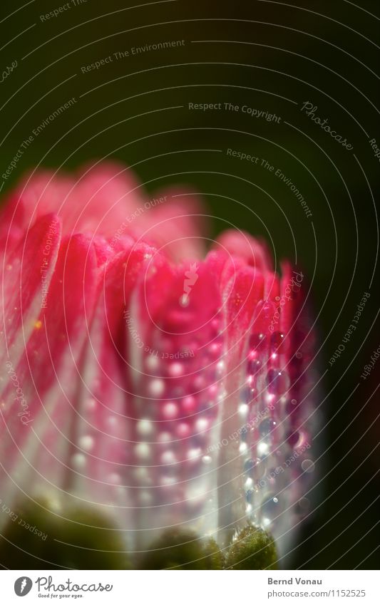 gänseklein schön Sonne Garten Pflanze Wasser Wassertropfen Blume frisch niedlich grün rot weiß Tau Gänseblümchen feucht zart Wachstum Natur Blütenblatt