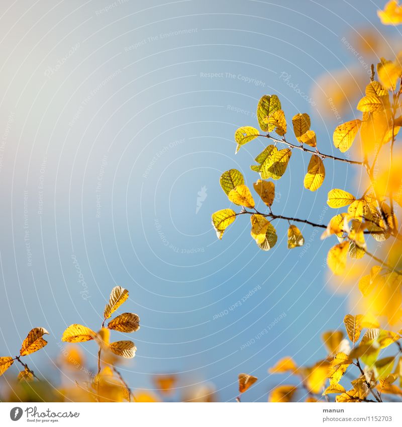 yellow Natur Himmel Sonne Herbst Schönes Wetter Baum Blatt herbstlich Herbstfärbung Herbstbeginn Herbstlaub Herbsthimmel Zweige u. Äste verblüht dehydrieren