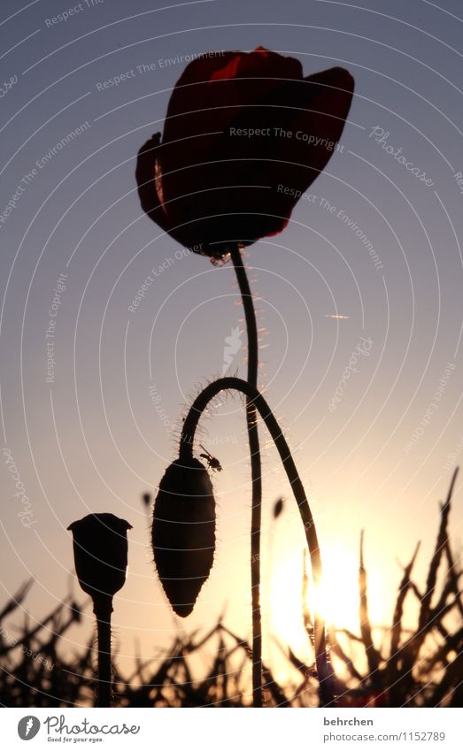 suchbild Umwelt Natur Himmel Wolkenloser Himmel Sonnenaufgang Sonnenuntergang Sonnenlicht Frühling Sommer Herbst Pflanze Blume Mohn Wiese Feld Wald Fliege