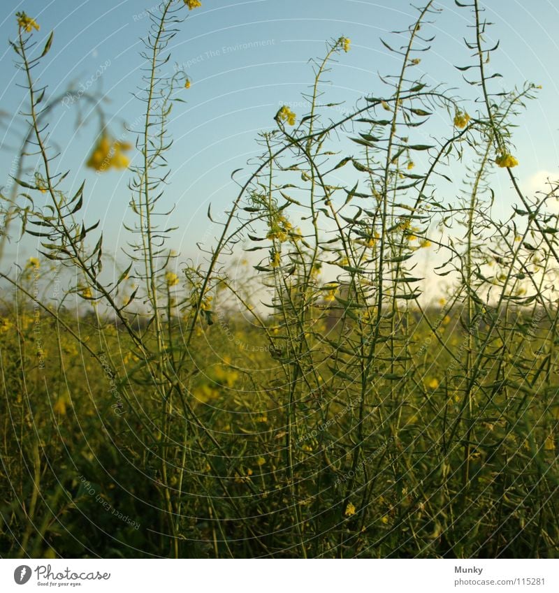 Hoch hinaus Idylle Raps gelb grün Pflanze Quadrat Himmel Feld Landwirtschaft Makroaufnahme Nahaufnahme Herbst Landschaft blau hell Detailaufnahme idyllically