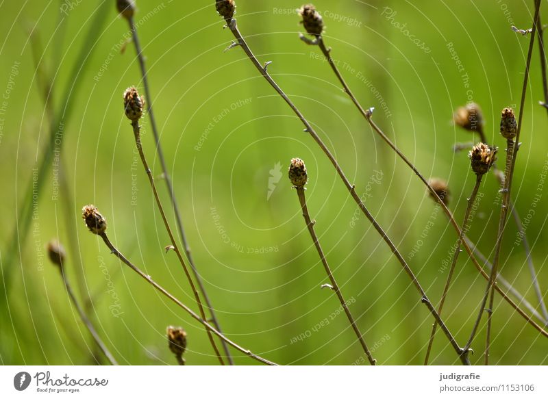 Wiese Umwelt Natur Pflanze Gras Garten Park dehydrieren Wachstum trocken wild grün Vergänglichkeit Farbfoto Außenaufnahme Tag Schwache Tiefenschärfe