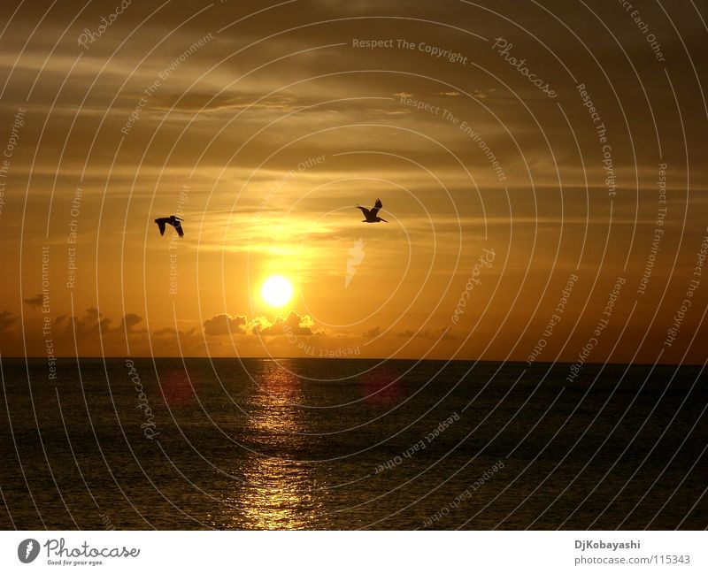 Seele baumeln lassen Meer Vogel Sonnenuntergang Wolken Stimmung schön Himmel