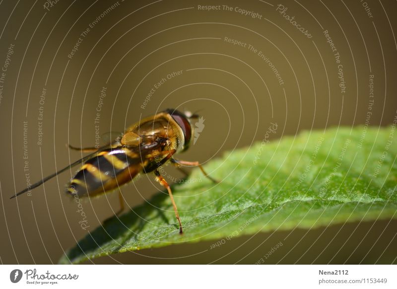 Nicht schwebende Schwebefliege Umwelt Natur Pflanze Tier Frühling Sommer Schönes Wetter Baum Blatt Garten Park Wiese Wald frei schwebefliege Fliege Insekt Biene