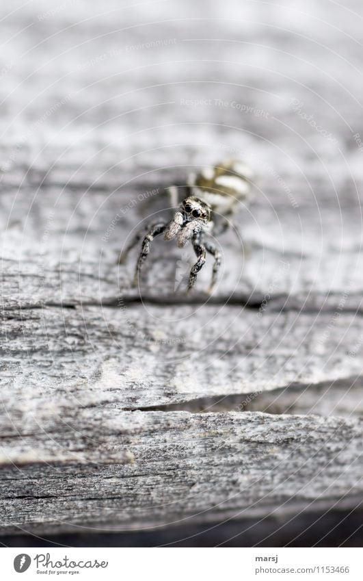 Gut getarnt Tier Wildtier Spinne Tiergesicht Auge Zebraspringspinne 1 beobachten Erholung sitzen authentisch dunkel einfach gruselig klein Neugier grau Gefühle