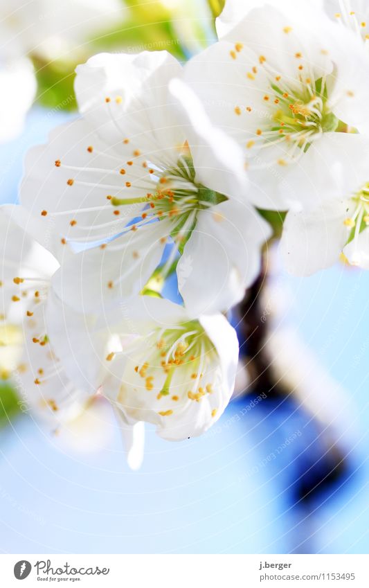 kirschfabrikant Natur Pflanze Frühling Baum Blatt Blüte Nutzpflanze Blühend Duft blau weiß Kirschblüten Kirschbaum Frühlingsfarbe Farbfoto mehrfarbig