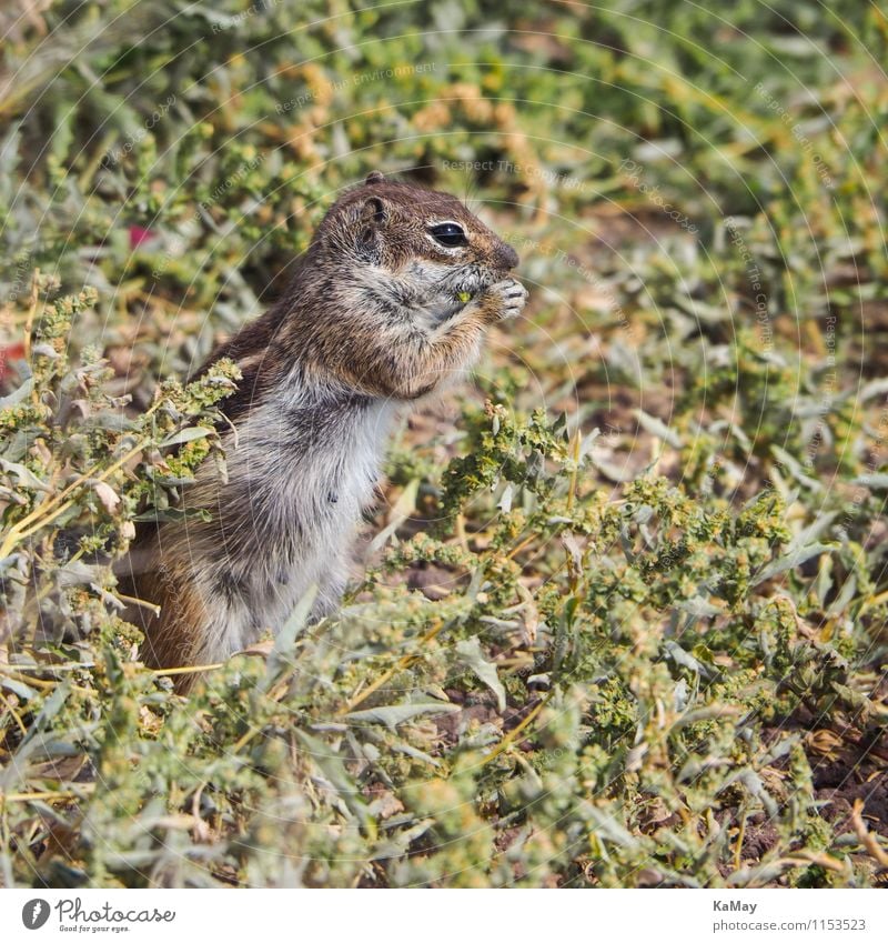 In die Ferne schauen... Natur Tier Wildtier Atlashörnchen Nagetiere 1 beobachten Fressen stehen kuschlig natürlich Neugier niedlich braun gefräßig aufgerichtet