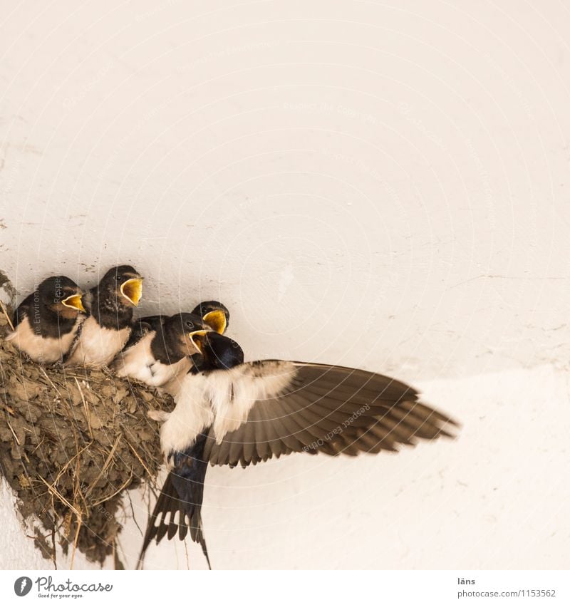 Mahlzeit Essen Familie & Verwandtschaft Tier Vogel Tiergruppe Tierfamilie füttern Beginn Erwartung Konkurrenz Schwalben Nest Nachkommen Menschenleer