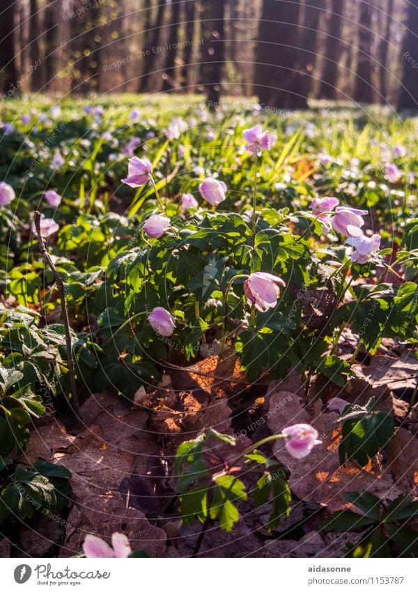 Frühling im Wald Natur Landschaft Pflanze Sonnenlicht Schönes Wetter Baum Blume Zufriedenheit Lebensfreude Frühlingsgefühle achtsam Gelassenheit ruhig