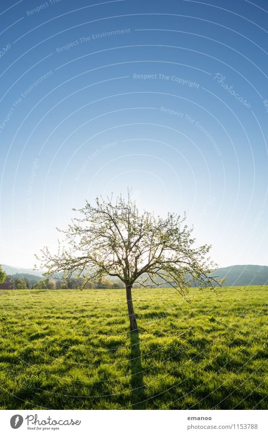 Frühlingsmorgen Ausflug Ferne Freiheit Sommer Berge u. Gebirge Natur Landschaft Pflanze Luft Himmel Horizont Klima Wetter Baum Gras Garten Park Wiese Feld Hügel