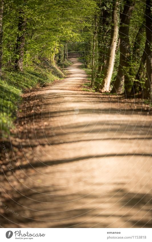 Waldweg Ferien & Urlaub & Reisen Tourismus Ausflug Ferne Freiheit Natur Landschaft Pflanze Erde Baum Park Verkehrswege Wege & Pfade lang tief Laubwald Fußweg