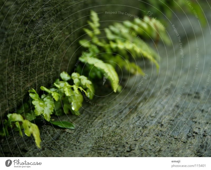 Farnwuchs Wachstum Reifezeit Holz nass feucht grün Pflanze Holzstruktur Blatt Holzmehl Ordnung Herbst April Regen Einsamkeit klein Makroaufnahme zart fein