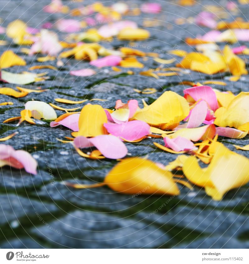 du wolle rose kaufn? Dekoration & Verzierung Feste & Feiern Herbst Rose Blatt Blüte Gefühle Lebensfreude Sympathie Romantik Tradition Kopfsteinpflaster